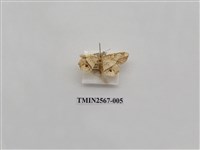 藏品(尺蛾70)的圖片